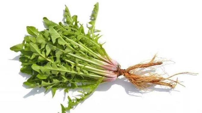 Võilillejuur NEOfloraxis